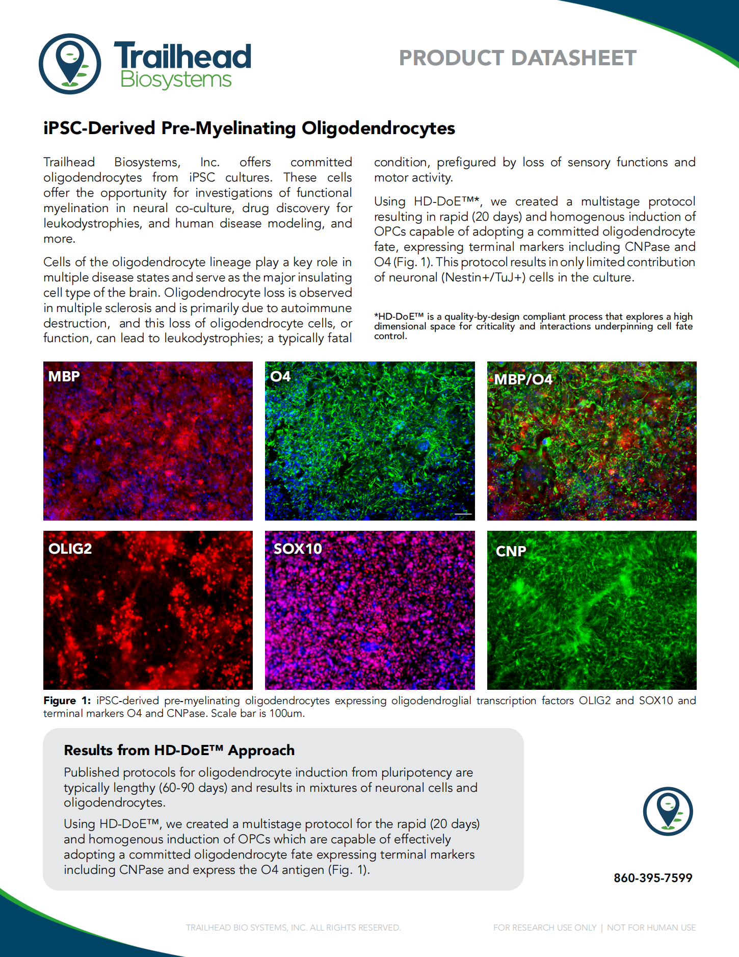 Pre-Myelinating-Oligodendrocytes-Datasheet_00.png